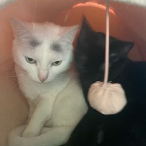 Meet your Posher, Alice